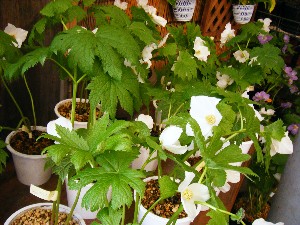 2008/04/26-�{���̔����ł�_29