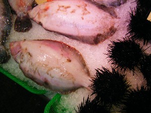 2008/04/26-�{���̔����ł�_35