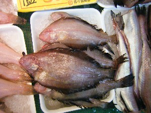 2008/04/26-�{���̔����ł�_40