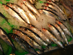 2008/04/26-�{���̔����ł�_44