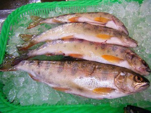 2008/04/26-�{���̔����ł�_45