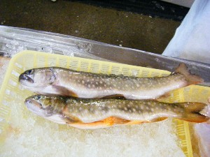 2008/04/26-�{���̔����ł�_46