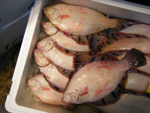 2008/04/26-�{���̔����ł�_47
