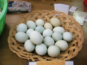 2008/05/03�{���̔����ł�_6