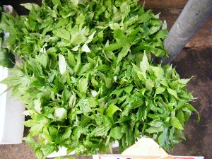 2008/05/03�{���̔����ł�_12