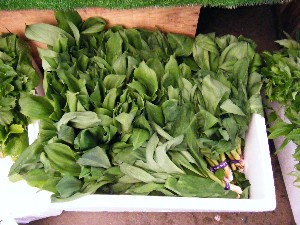 2008/05/03�{���̔����ł�_13