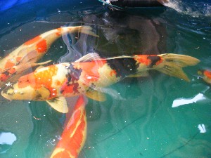 2008/05/03�{���̔����ł�_16