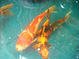2008/05/03�{���̔����ł�_17