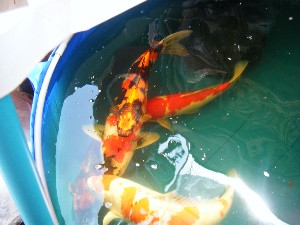 2008/05/03�{���̔����ł�_18