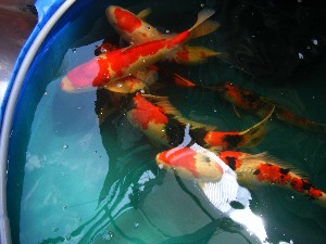 2008/05/03�{���̔����ł�_20
