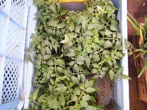 2008/05/03�{���̔����ł�_21