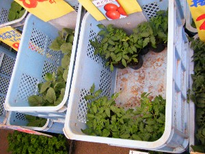 2008/05/03�{���̔����ł�_22