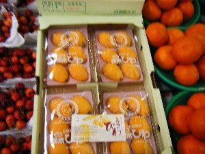 2008/05/03�{���̔����ł�_28
