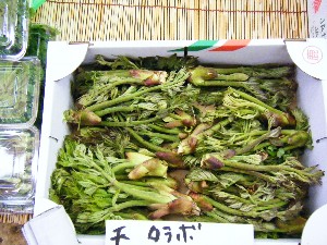 2008/05/03�{���̔����ł�_35