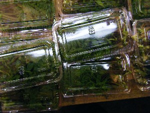 2008/05/03�{���̔����ł�_36