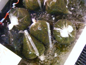 2008/05/03�{���̔����ł�_57