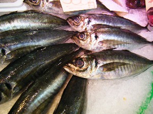 2008/05/03�{���̔����ł�_59