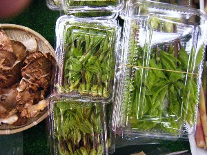 20080510-�{���̔����ł�-_3