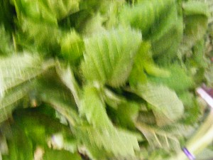 20080510-�{���̔����ł�-_6