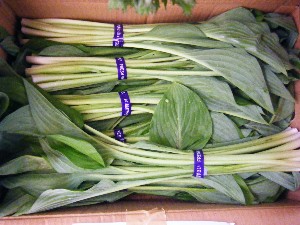 20080510-�{���̔����ł�-_10