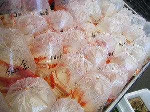 20080510-�{���̔����ł�-_12