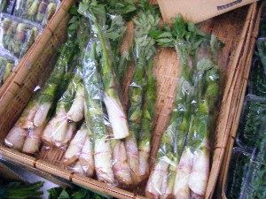 20080510-�{���̔����ł�-_14
