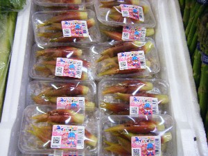 20080510-�{���̔����ł�-_23