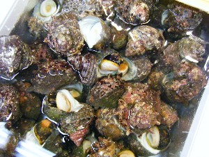 20080510-�{���̔����ł�-_51