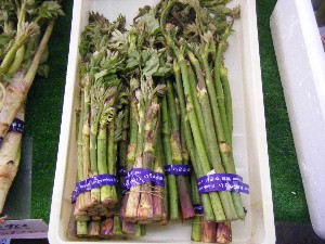 2008/05/17-�{���̔����ł�_3