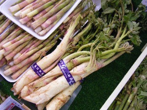 2008/05/17-�{���̔����ł�_4