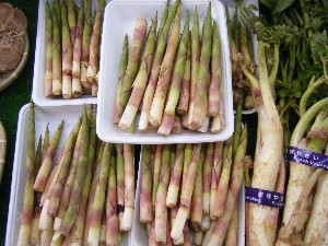 2008/05/17-�{���̔����ł�_5