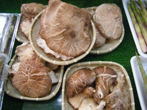 2008/05/17-�{���̔����ł�_7