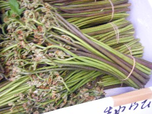 2008/05/17-�{���̔����ł�_9