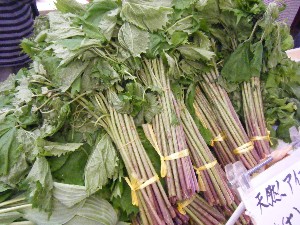 2008/05/17-�{���̔����ł�_10