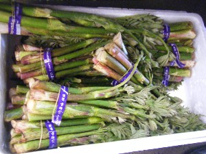 2008/05/17-�{���̔����ł�_12