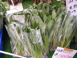2008/05/17-�{���̔����ł�_14