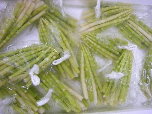 2008/05/17-�{���̔����ł�_22