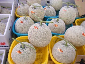 2008/05/17-�{���̔����ł�_24
