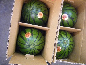 2008/05/17-�{���̔����ł�_27