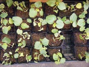 2008/05/17-�{���̔����ł�_30