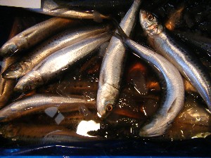 2008/05/17-�{���̔����ł�_33