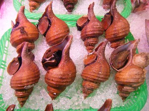 2008/05/17-�{���̔����ł�_34