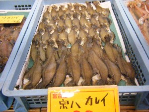 2008/05/17-�{���̔����ł�_39