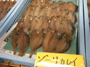 2008/05/17-�{���̔����ł�_40
