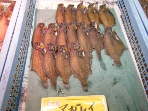 2008/05/17-�{���̔����ł�_41