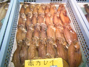 2008/05/17-�{���̔����ł�_43