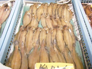 2008/05/17-�{���̔����ł�_44