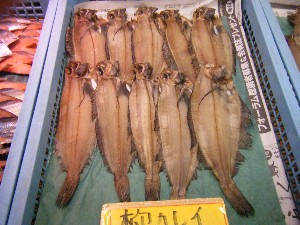 2008/05/17-�{���̔����ł�_45