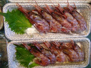 2008/05/17-�{���̔����ł�_49