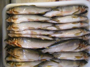 2008/05/17-�{���̔����ł�_51